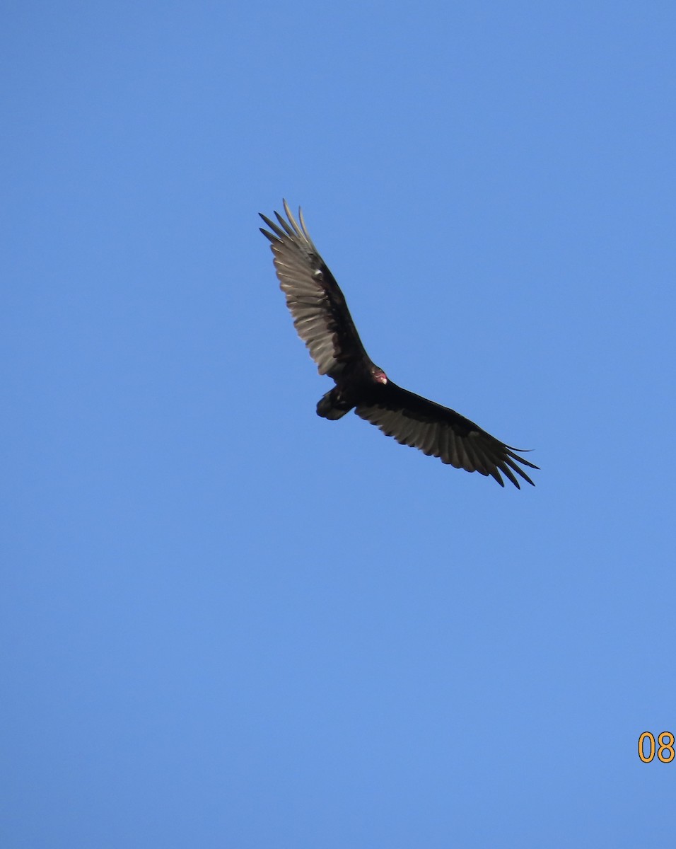 Turkey Vulture - ML622203153