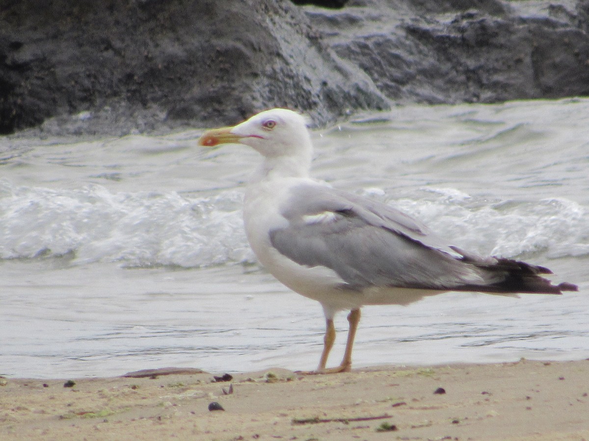 Gaviota Patiamarilla - ML622203174