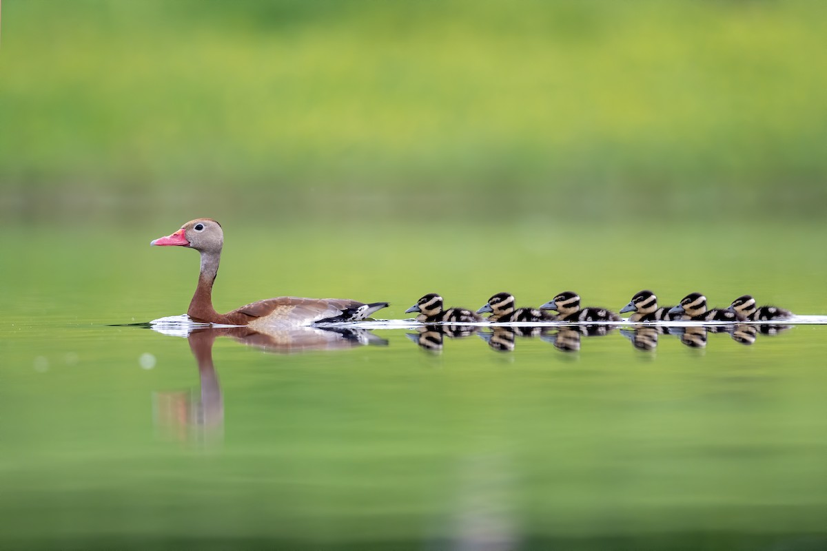 Black-bellied Whistling-Duck - ML622203210