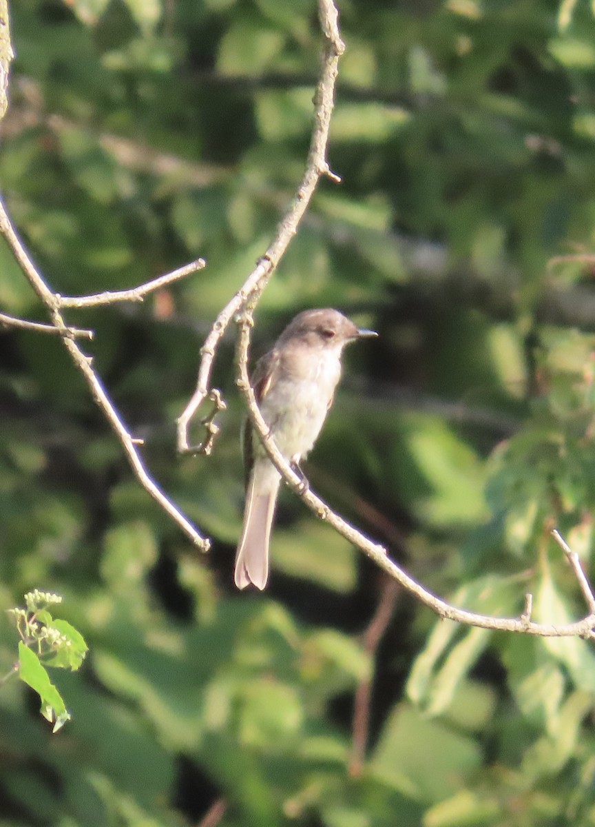 Eastern Wood-Pewee - ML622203261