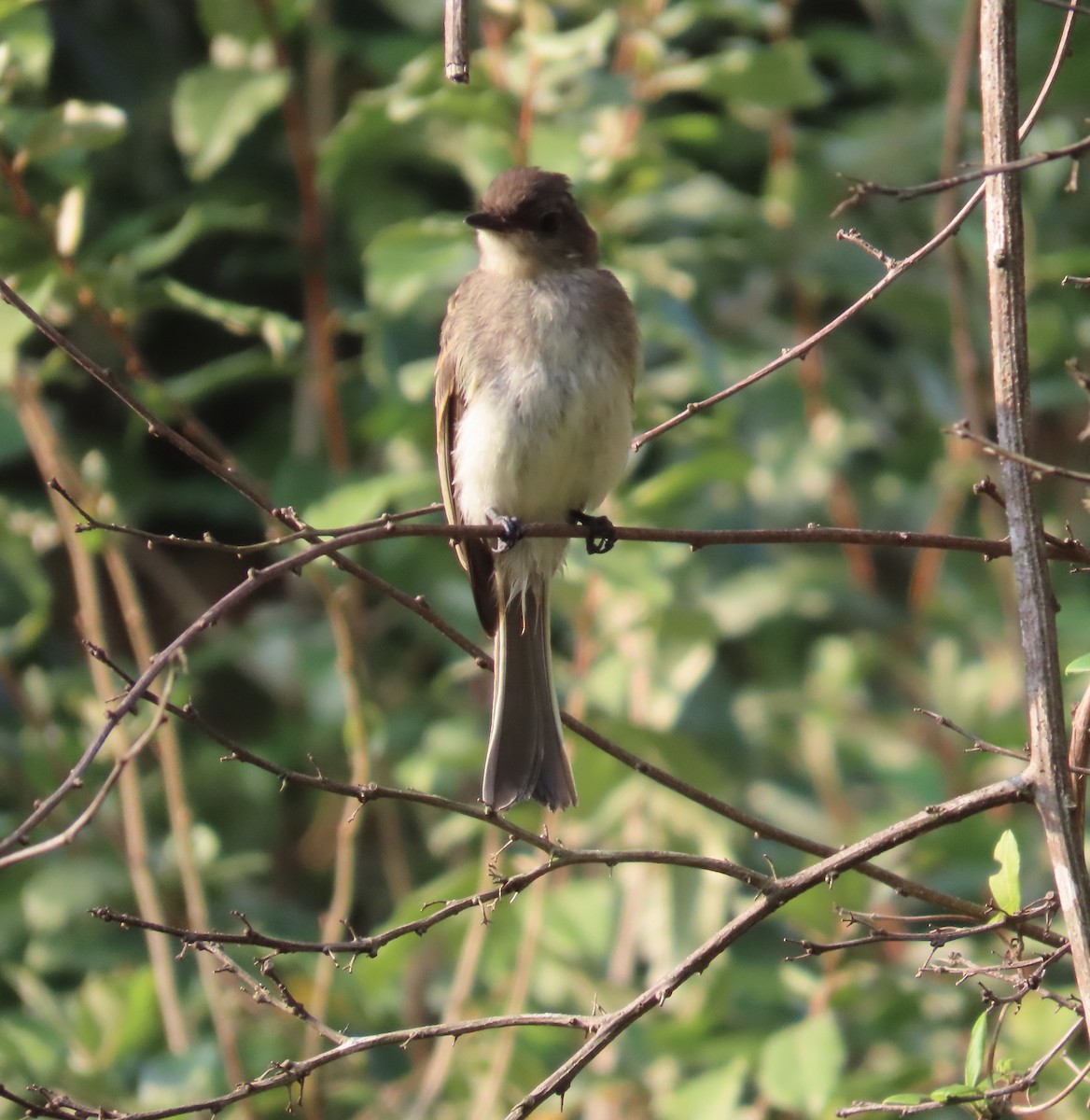 Eastern Phoebe - ML622203287