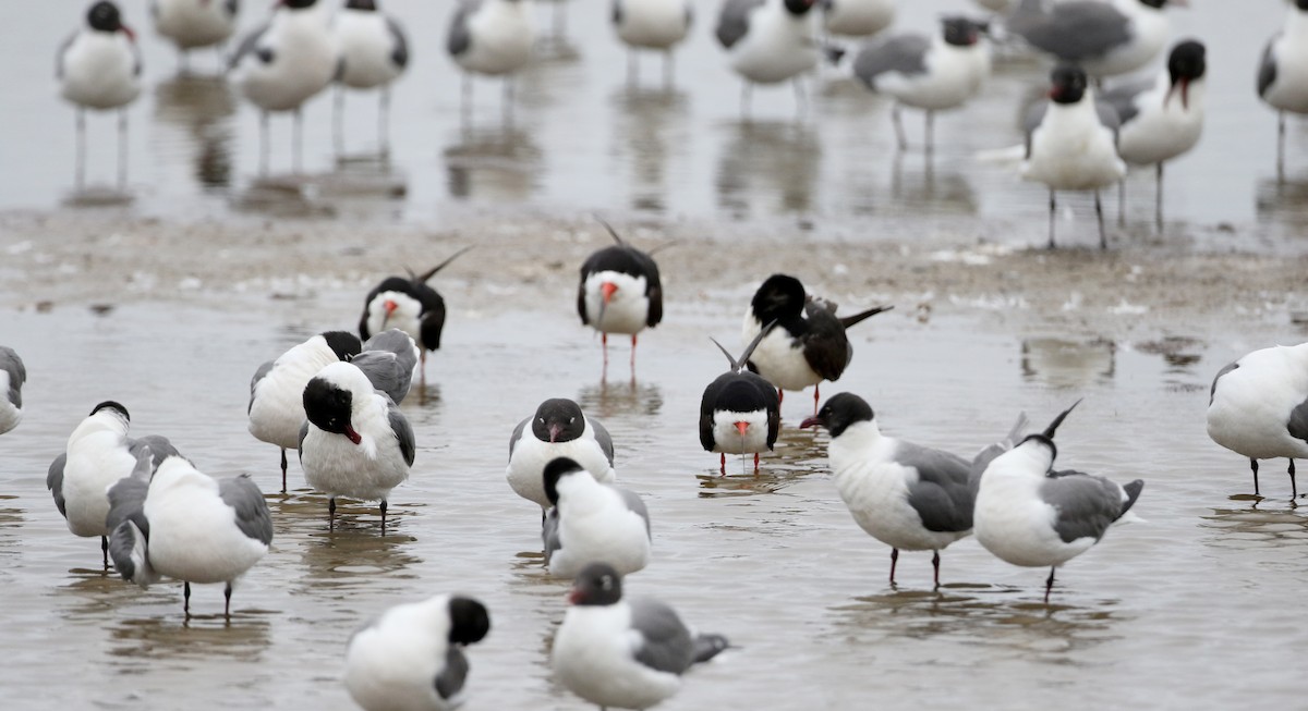 Laughing Gull - Jay McGowan