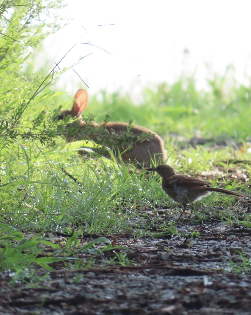 Brown Thrasher - ML622203323