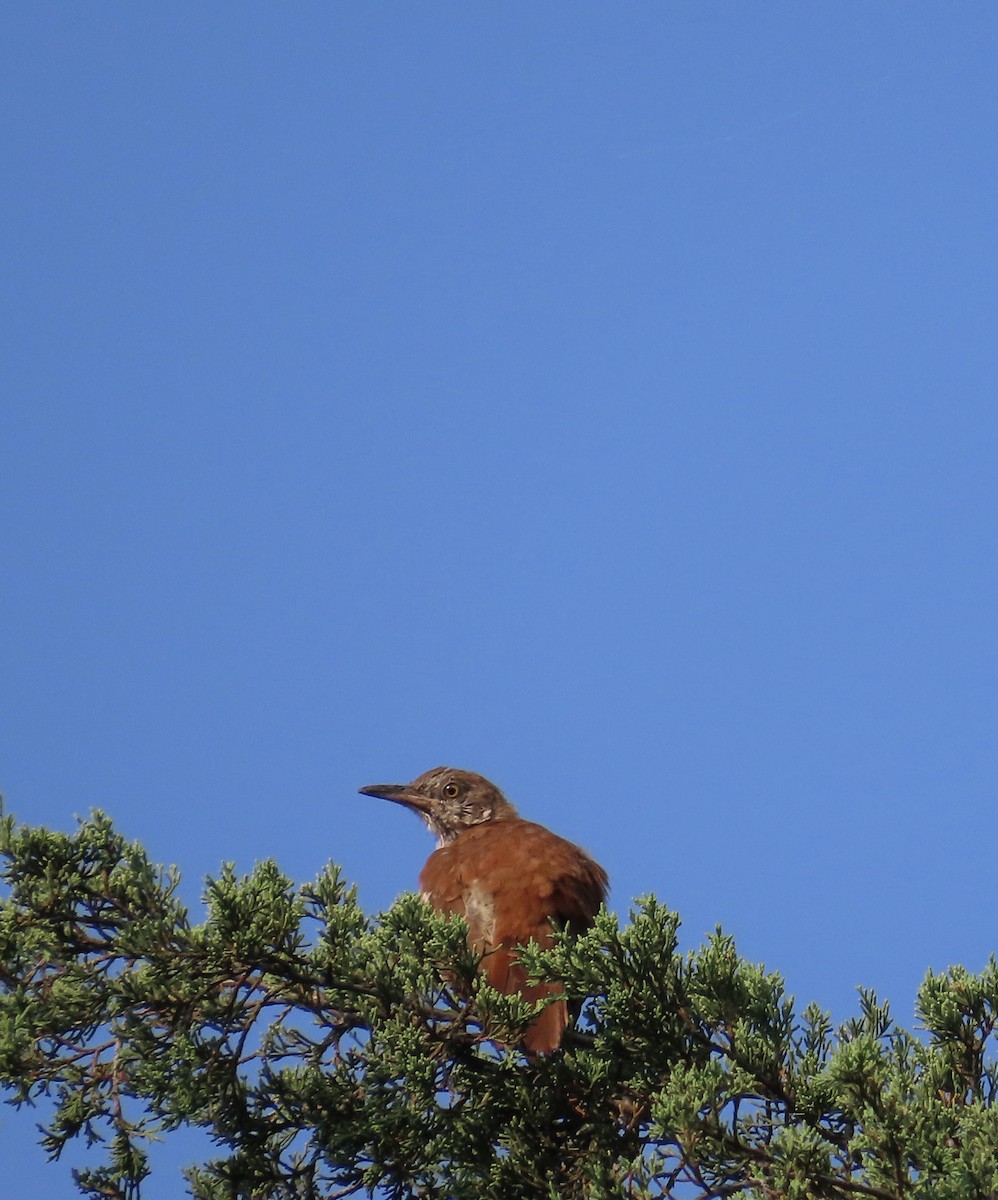 Brown Thrasher - ML622203324