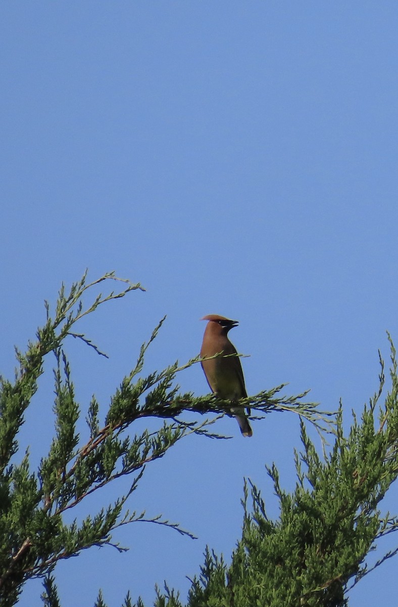 Cedar Waxwing - ML622203335