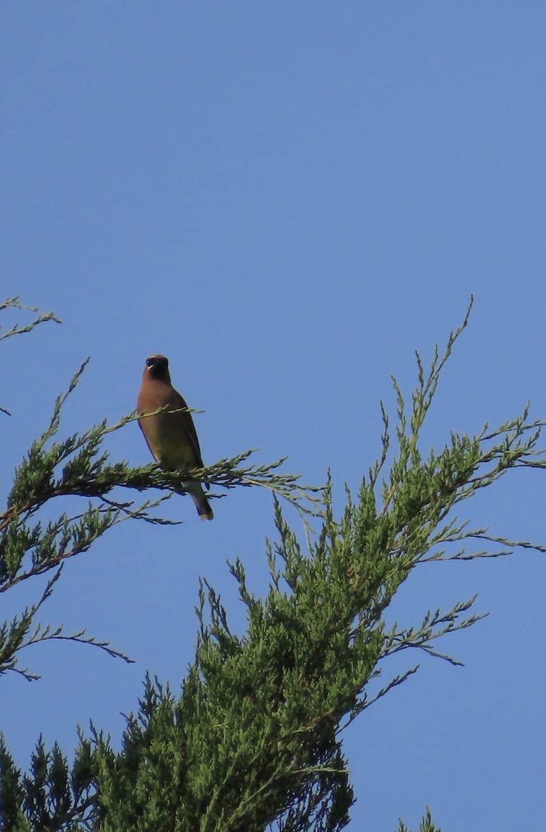 Cedar Waxwing - ML622203336