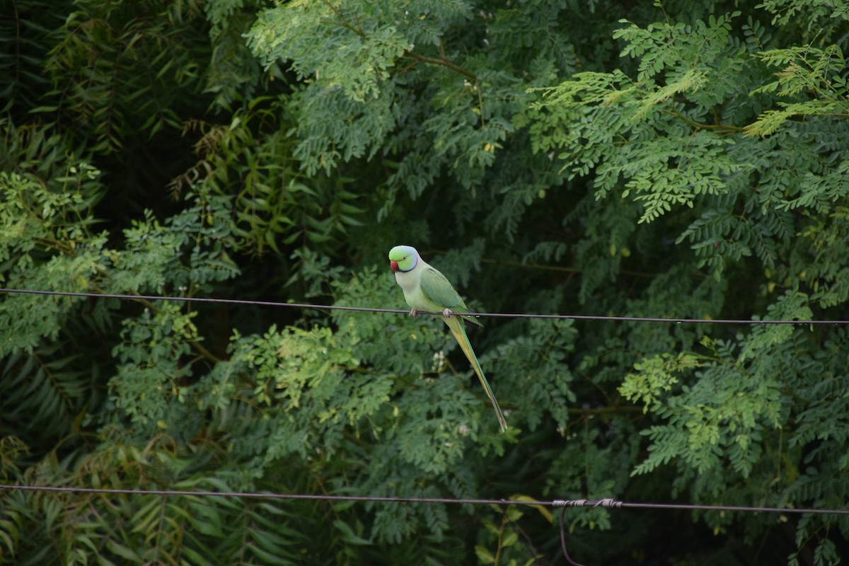 Rose-ringed Parakeet - ML622203374