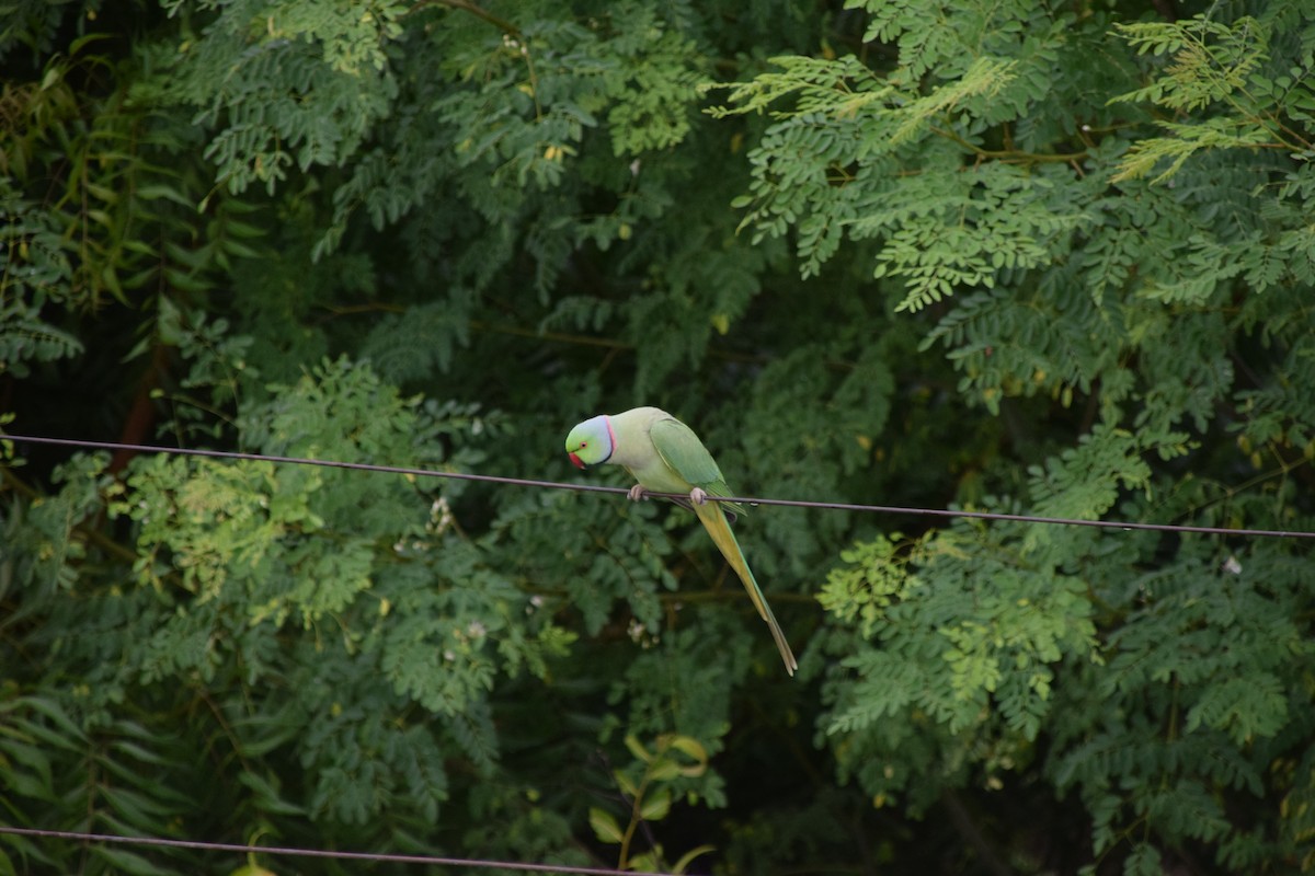 Rose-ringed Parakeet - ML622203376