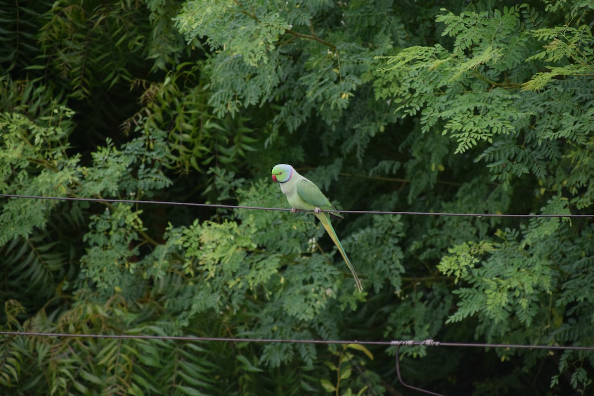 Rose-ringed Parakeet - ML622203378