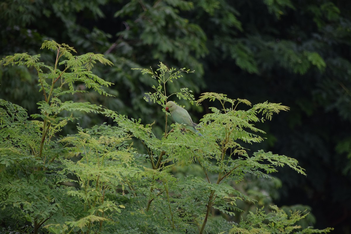 Rose-ringed Parakeet - ML622203379