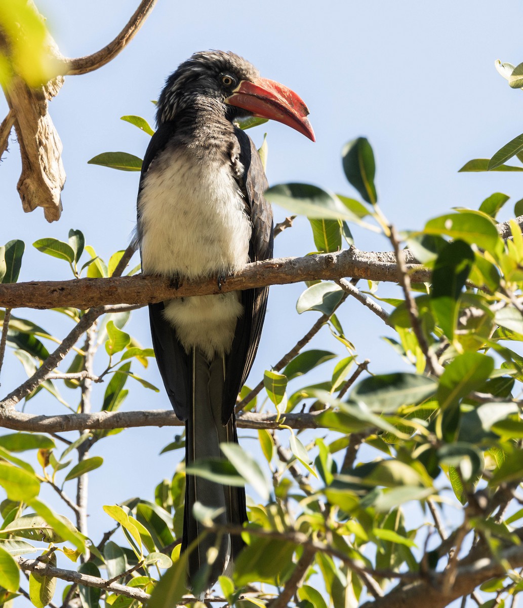 Crowned Hornbill - ML622203393