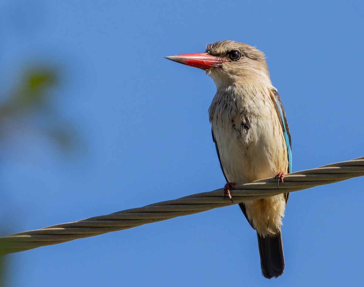 Brown-hooded Kingfisher - ML622203400