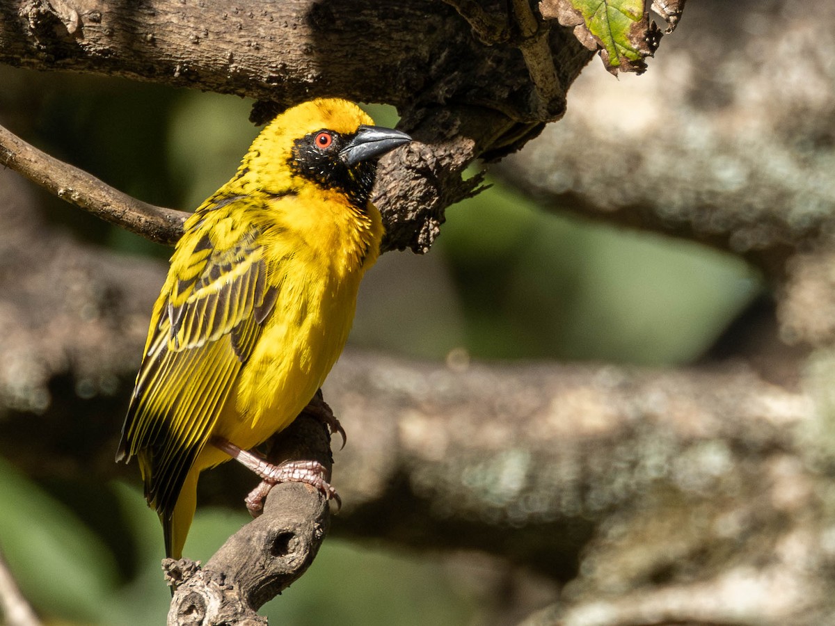 Village Weaver - ML622203423