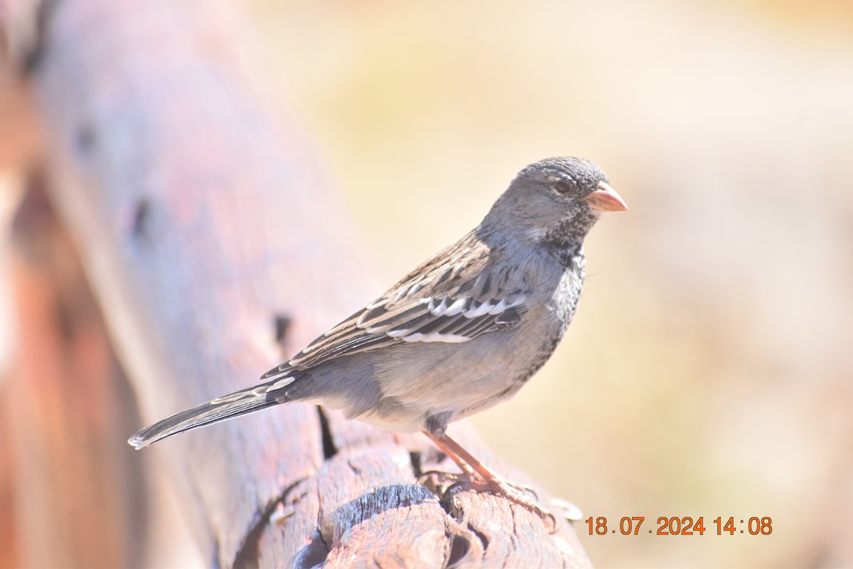 Mourning Sierra Finch - Reynaldo Valdivia Reyes
