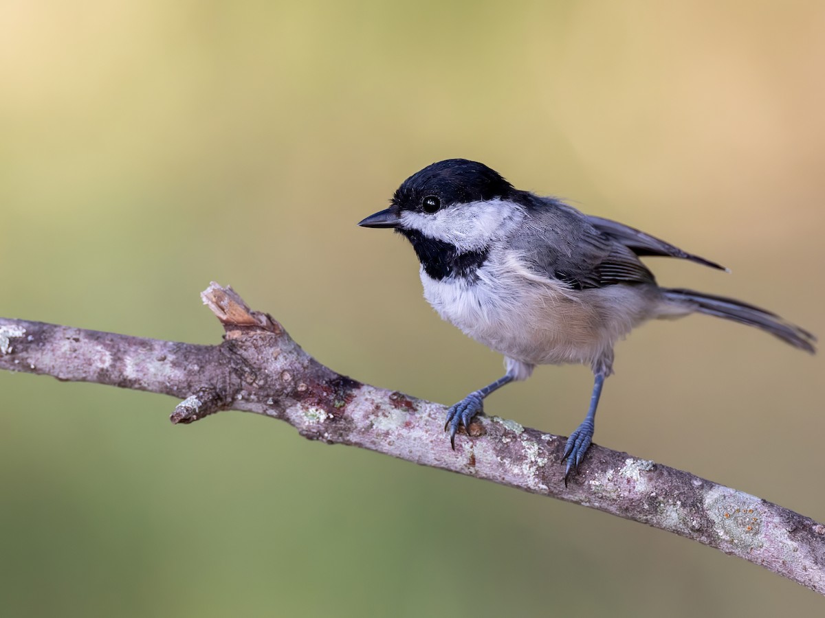 Carolina Chickadee - ML622203436