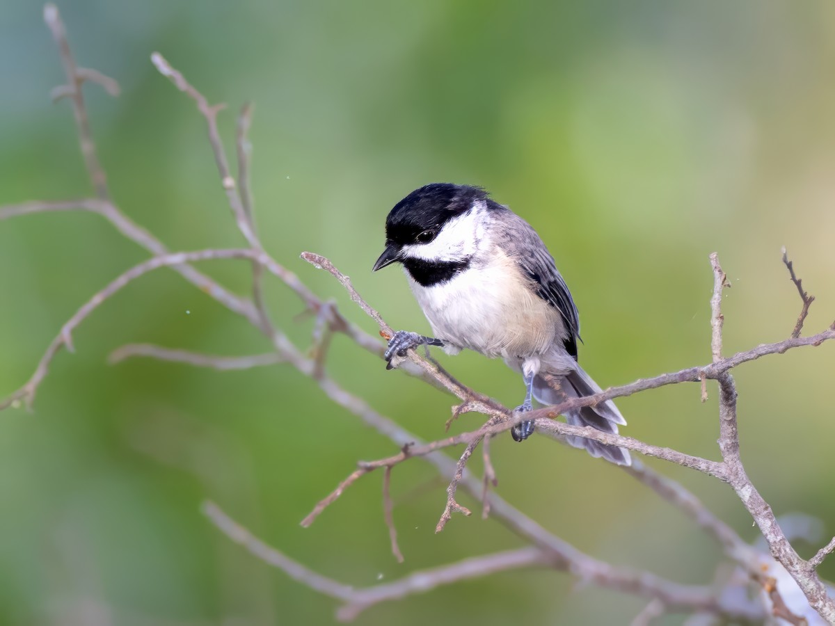 Carolina Chickadee - ML622203437