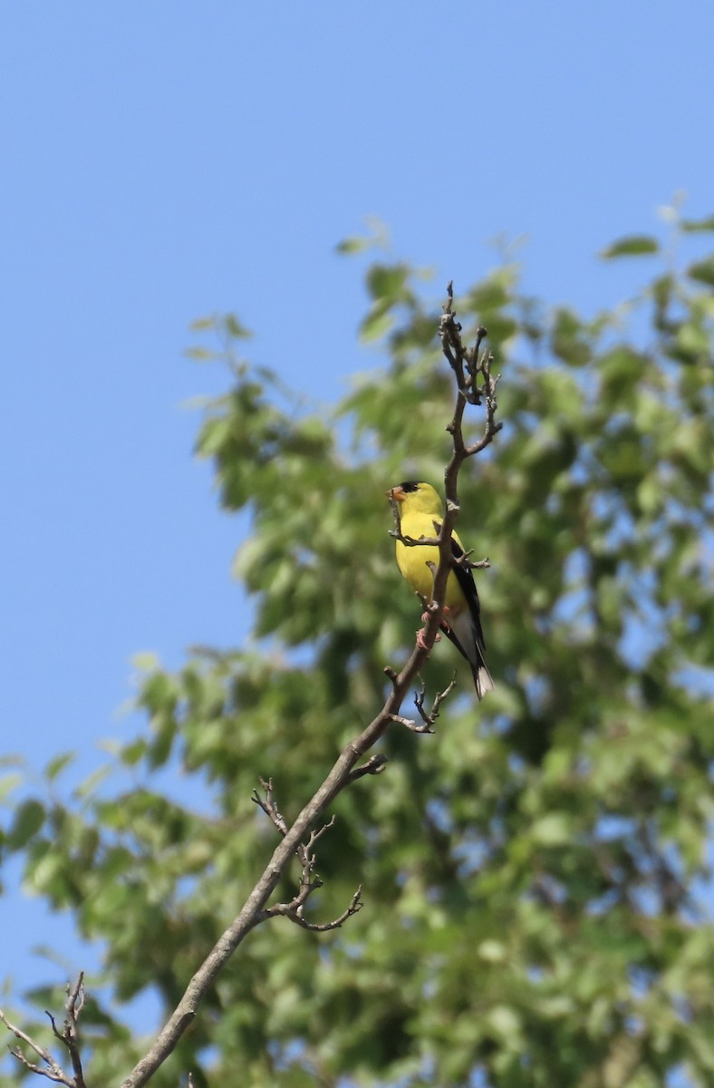 American Goldfinch - ML622203468