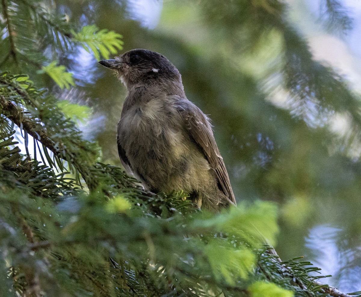 Canada Jay - ML622203481