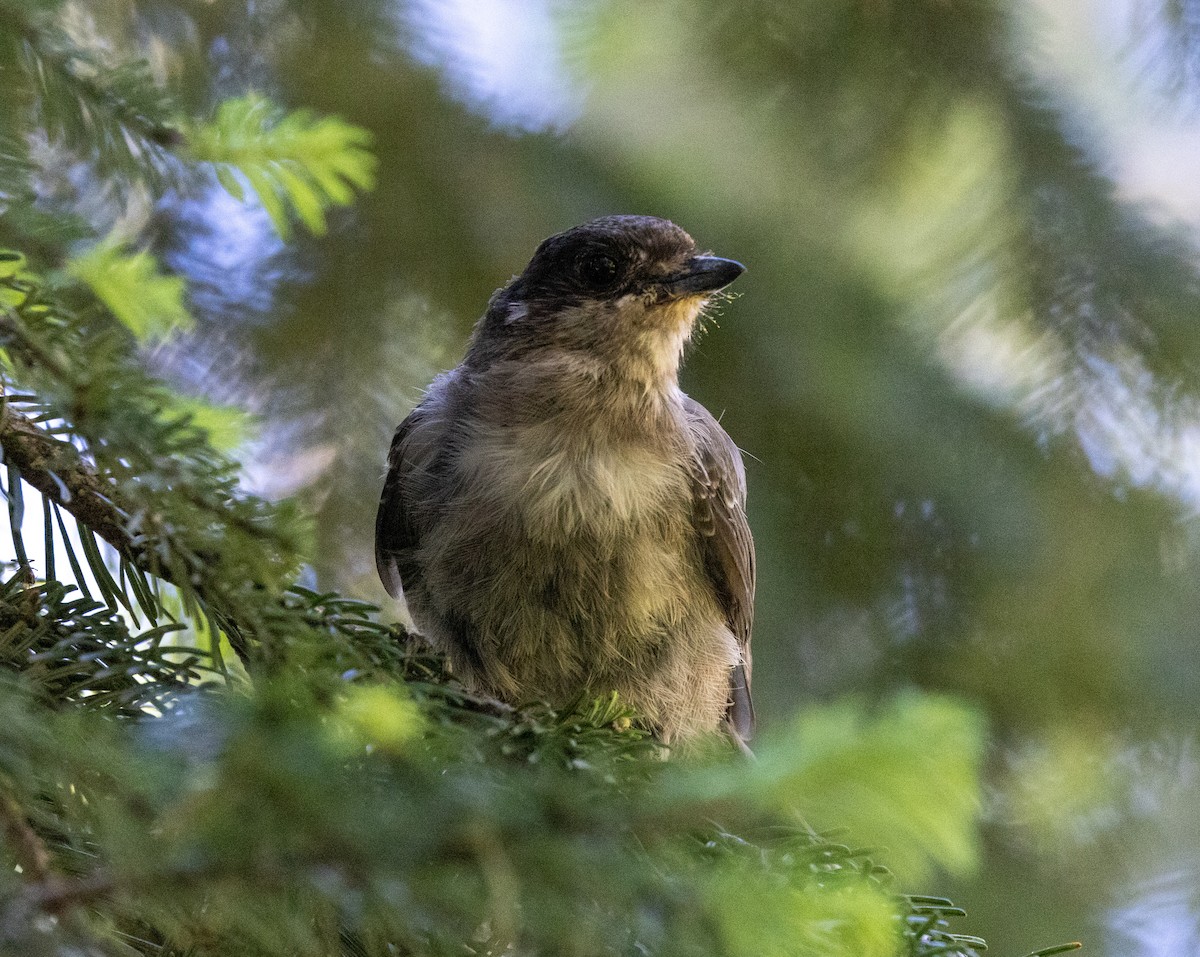 Canada Jay - ML622203482