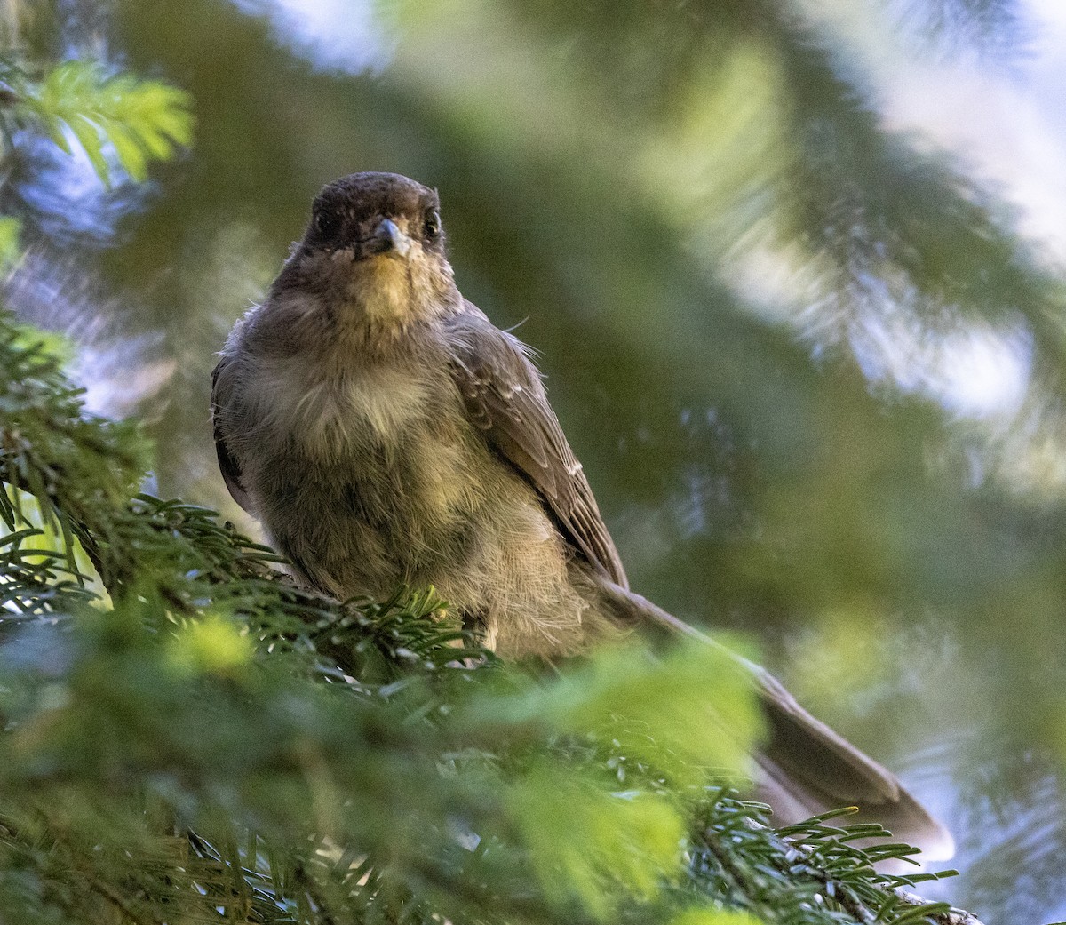 Canada Jay - ML622203483