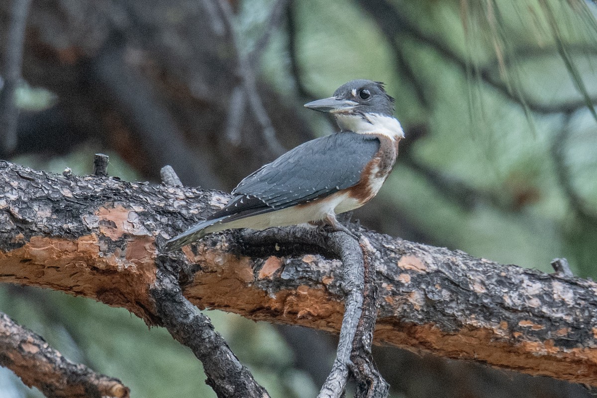 Belted Kingfisher - ML622203484