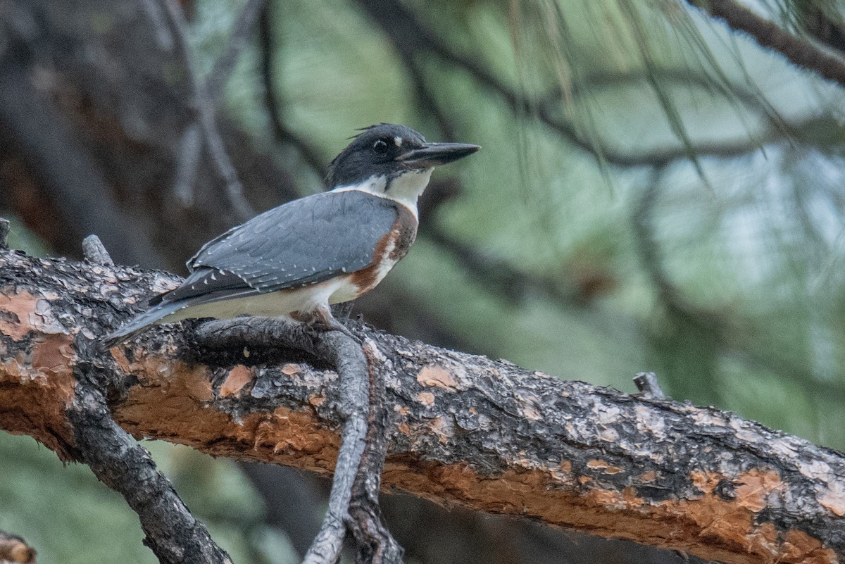 Belted Kingfisher - ML622203485