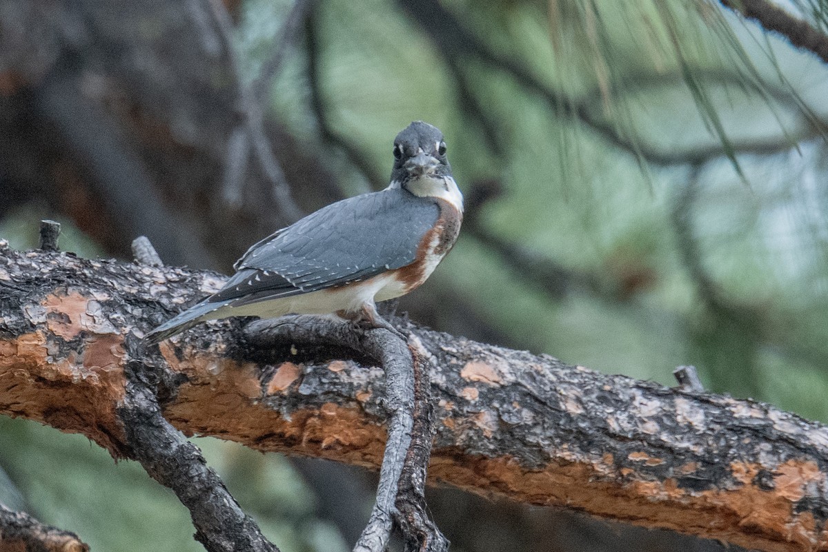 Belted Kingfisher - Jeff Bleam