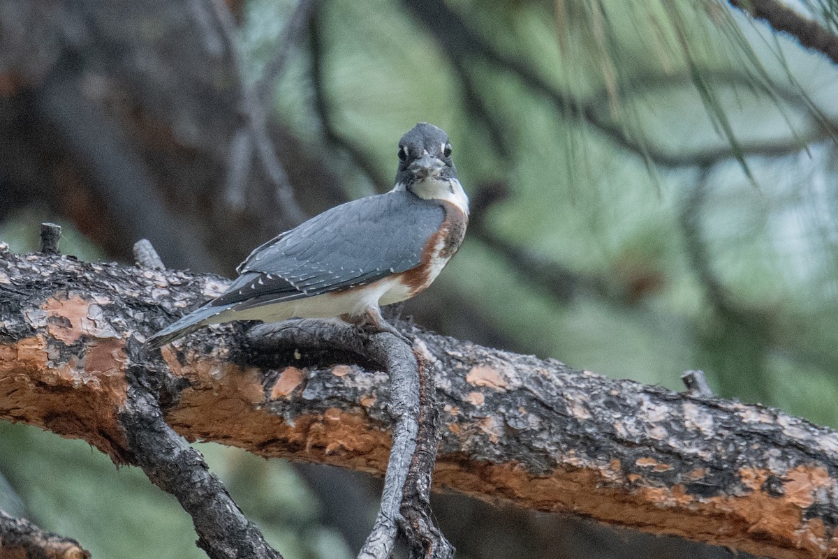 Belted Kingfisher - ML622203486