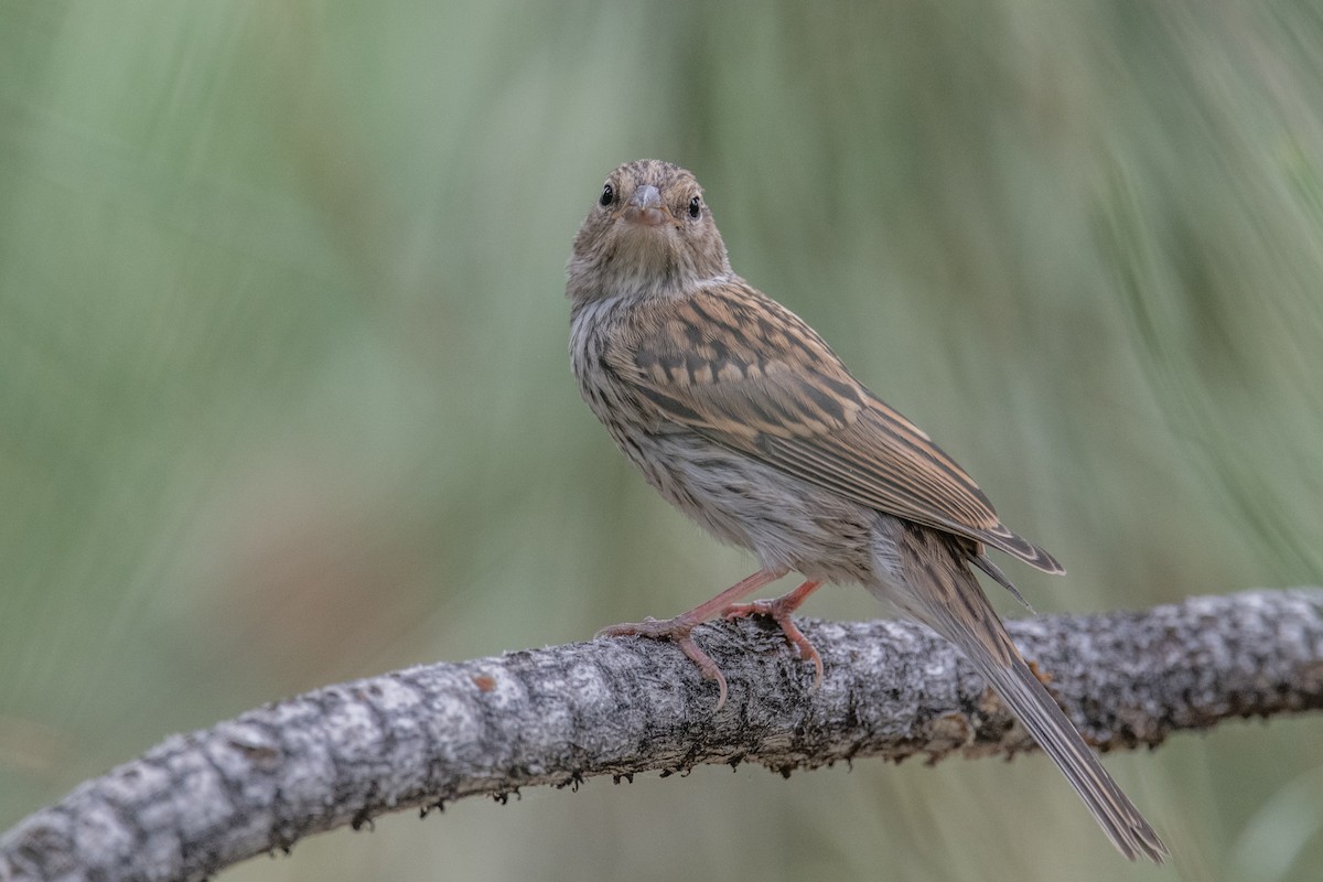 Chipping Sparrow - ML622203491