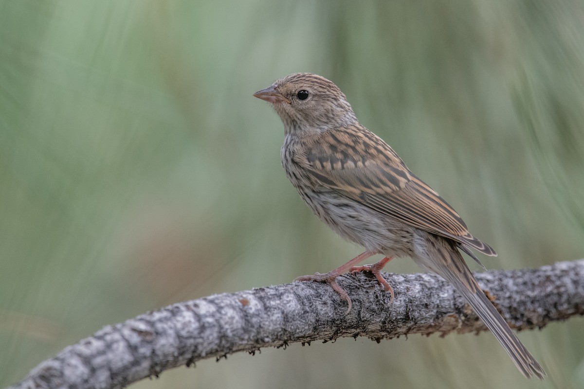 Chipping Sparrow - ML622203492