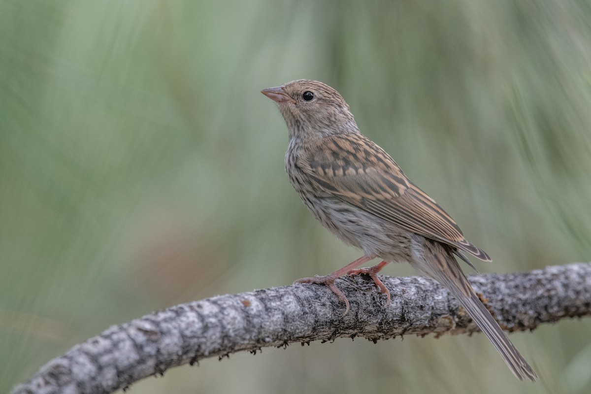 Chipping Sparrow - ML622203493