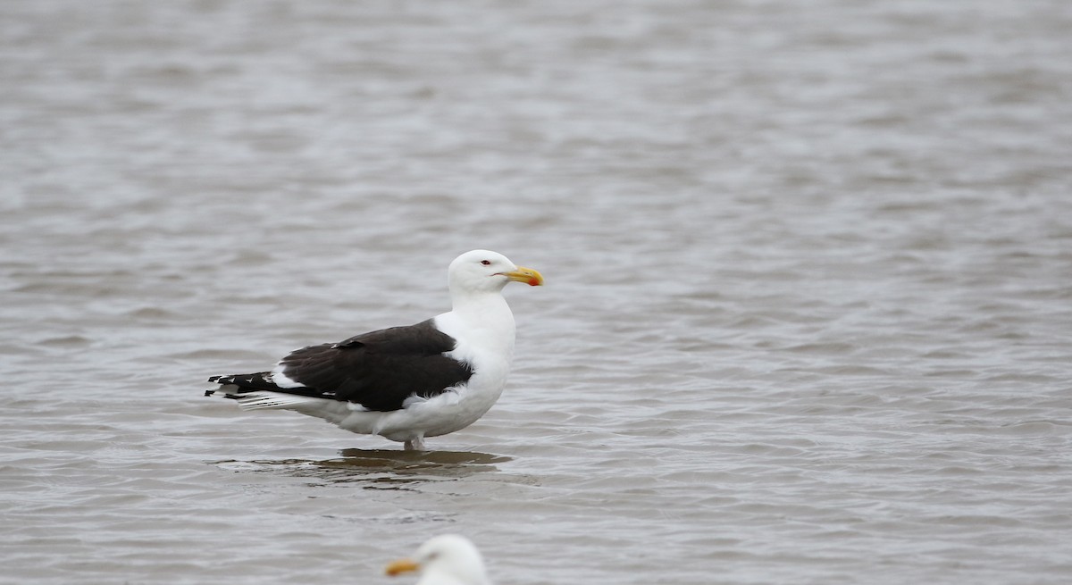 Great Black-backed Gull - ML62220361