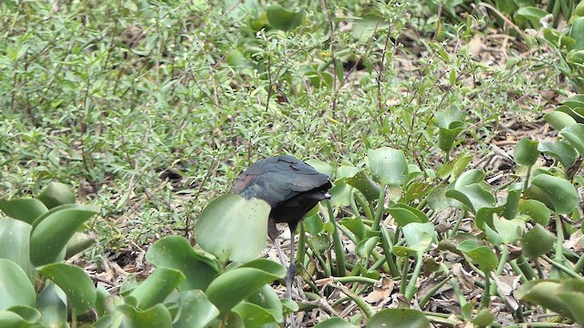 Glossy Ibis - ML622203647