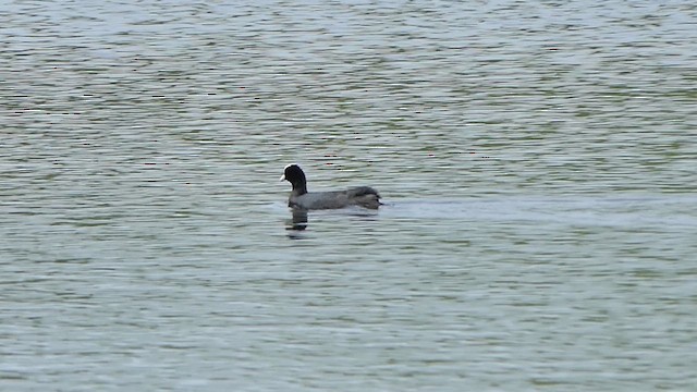 Eurasian Coot - ML622203656