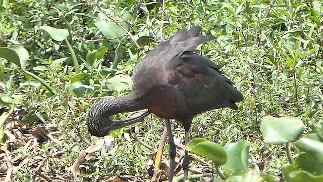 Glossy Ibis - ML622203664