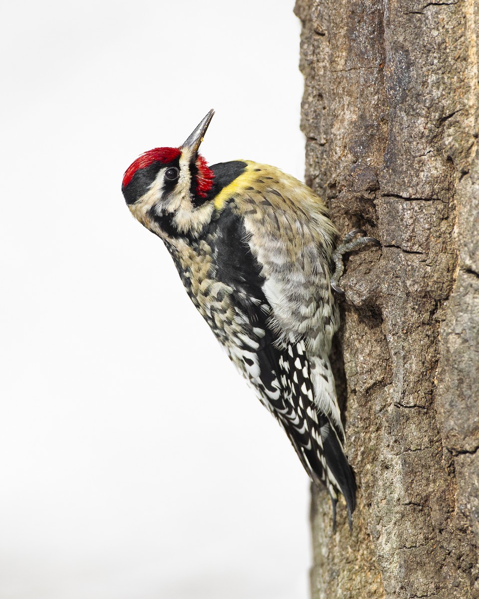 Yellow-bellied Sapsucker - ML622203665