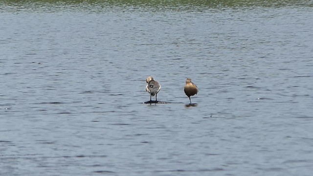 Dendrocygne siffleur - ML622203673