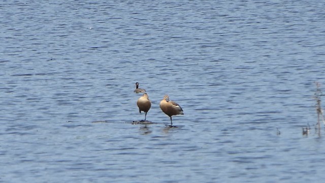 Dendrocygne siffleur - ML622203686