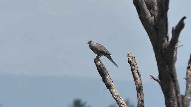 Spotted Dove - ML622203696