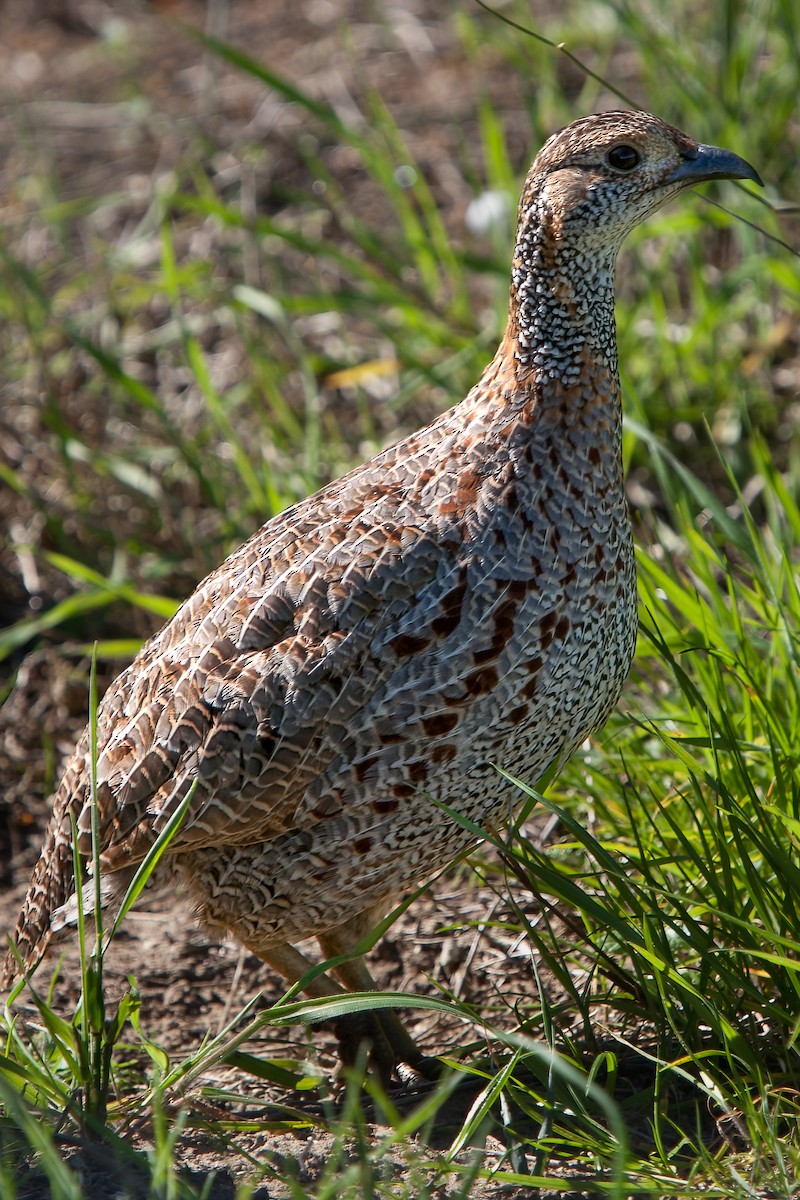 Gray-winged Francolin - ML622203712