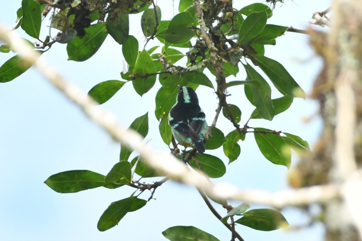 Blue-browed Tanager - ML622203762