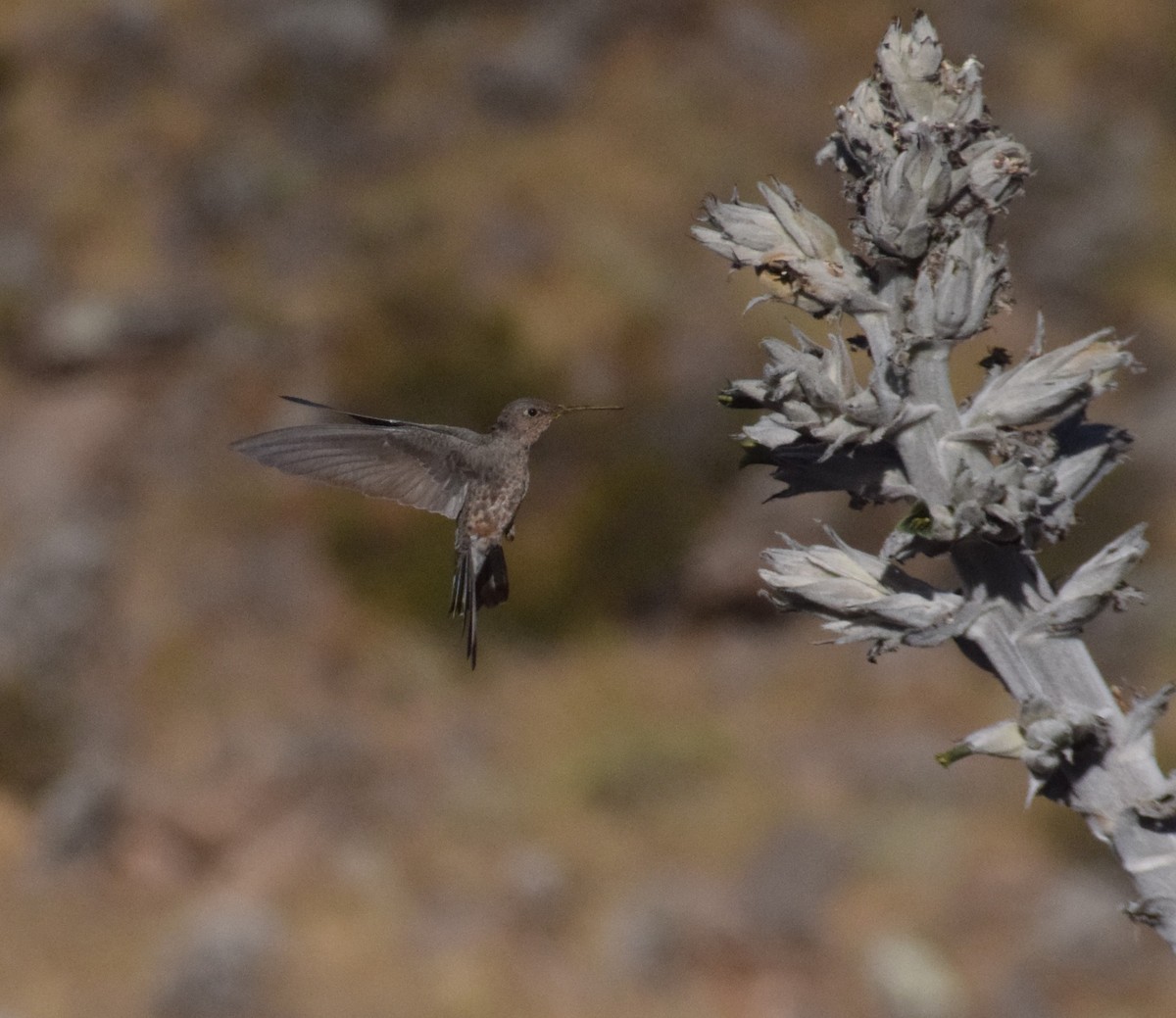 Giant Hummingbird - ML622203764