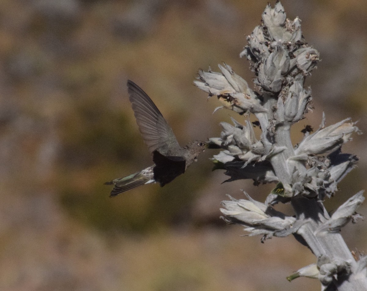 Giant Hummingbird - ML622203765