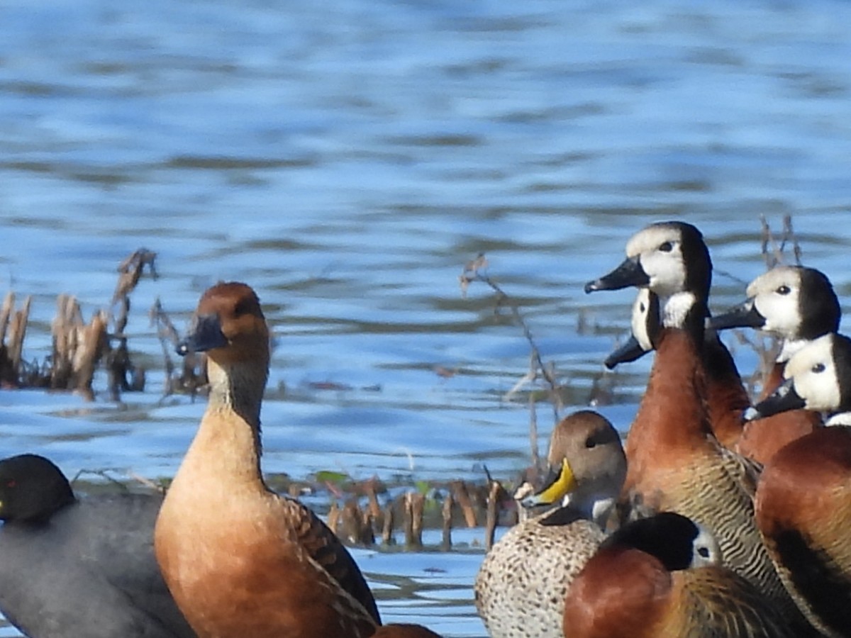 Fulvous Whistling-Duck - ML622203799