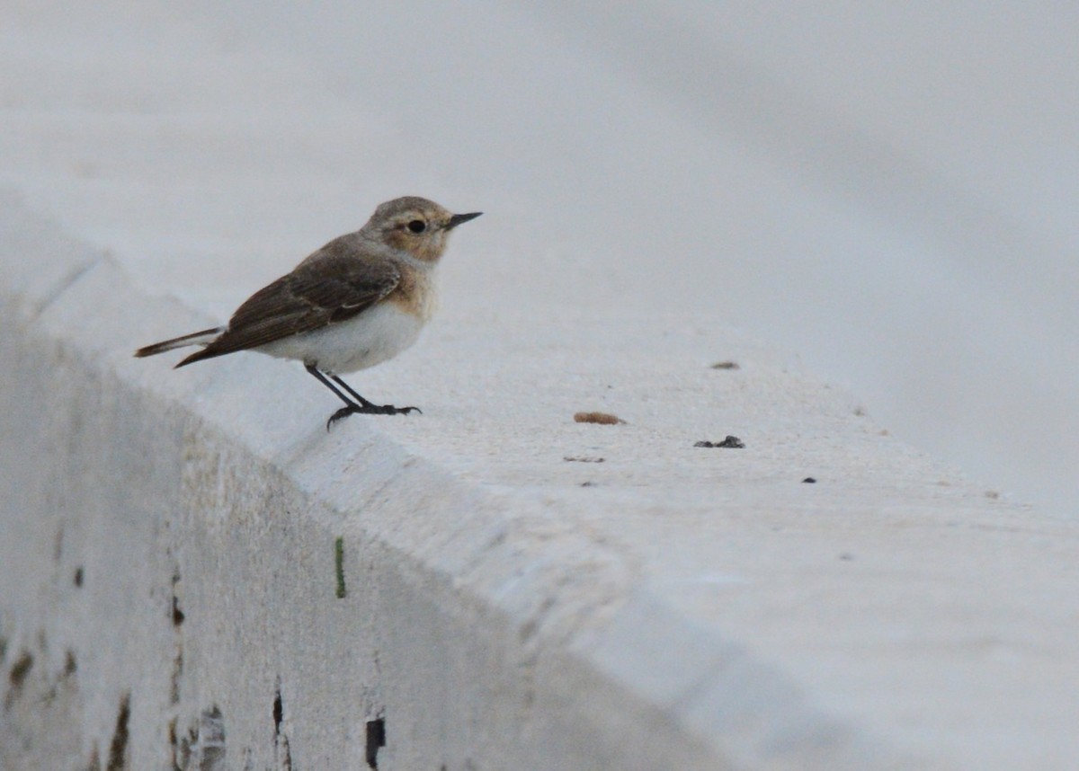 Hooded Wheatear - ML622203805