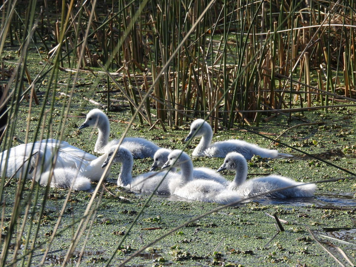 Black-necked Swan - ML622203806