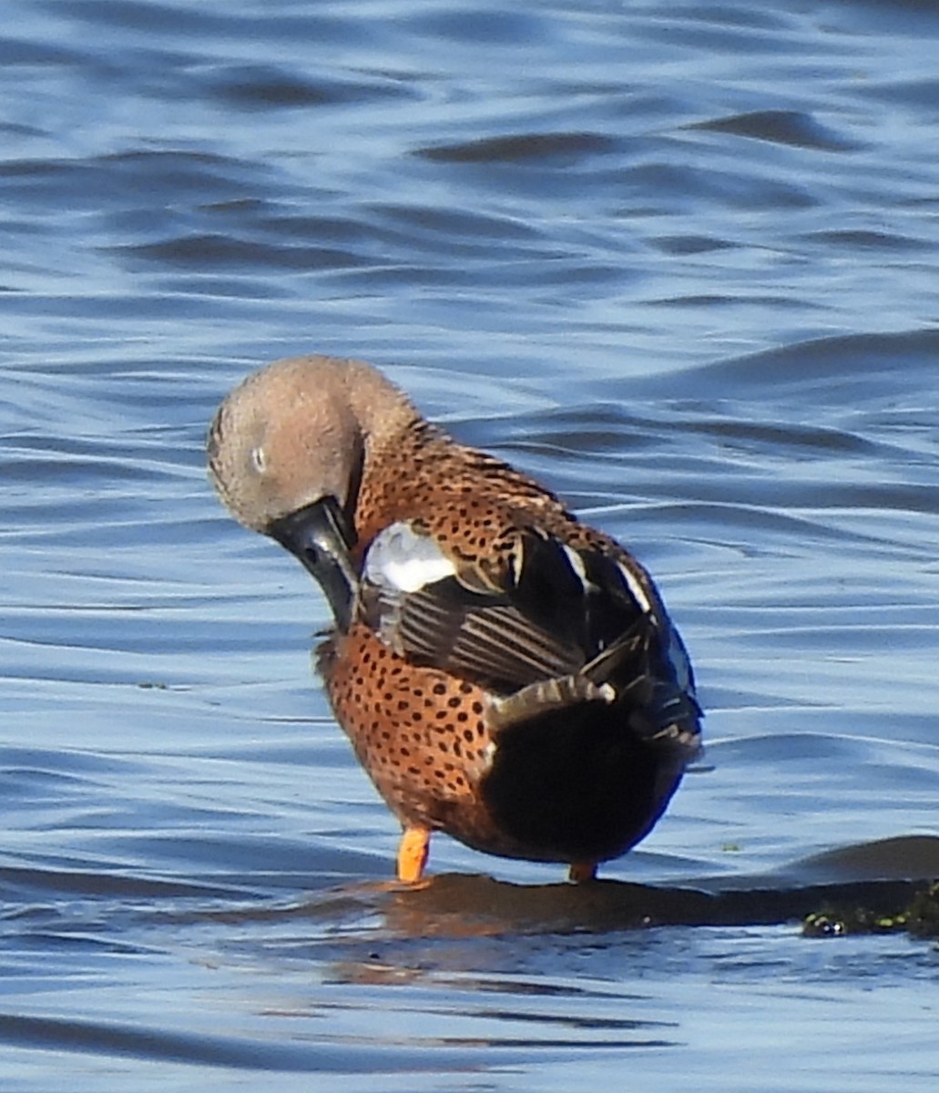 Red Shoveler - ML622203809