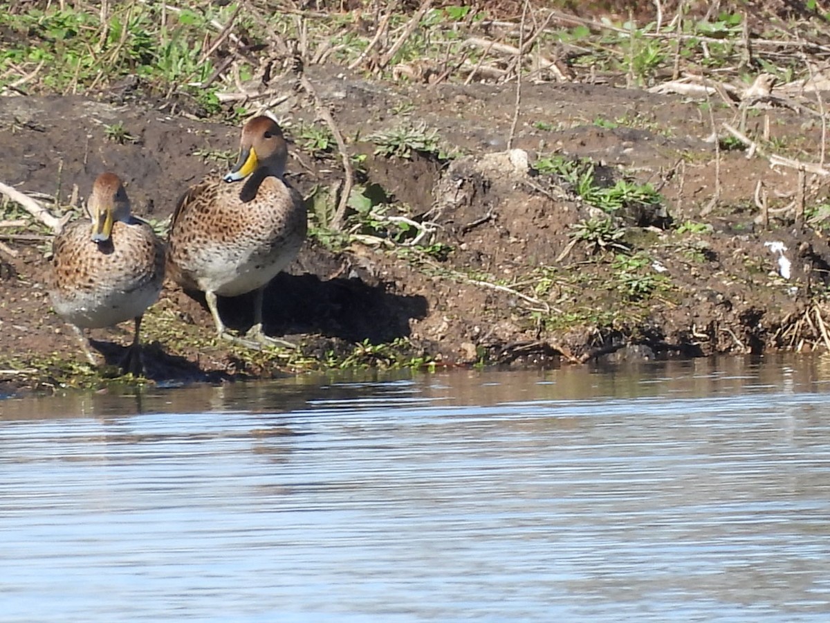 Yellow-billed Pintail - ML622203813