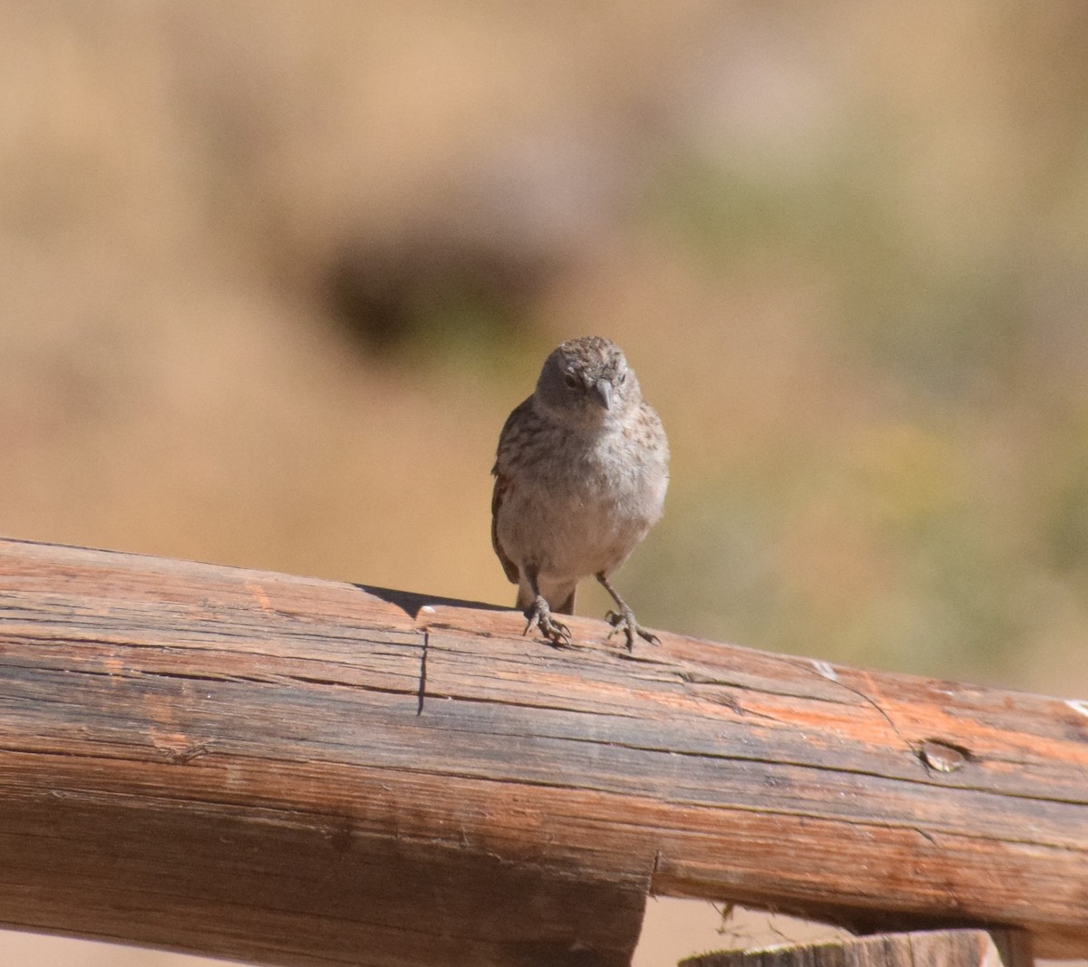 Plumbeous Sierra Finch - ML622203824