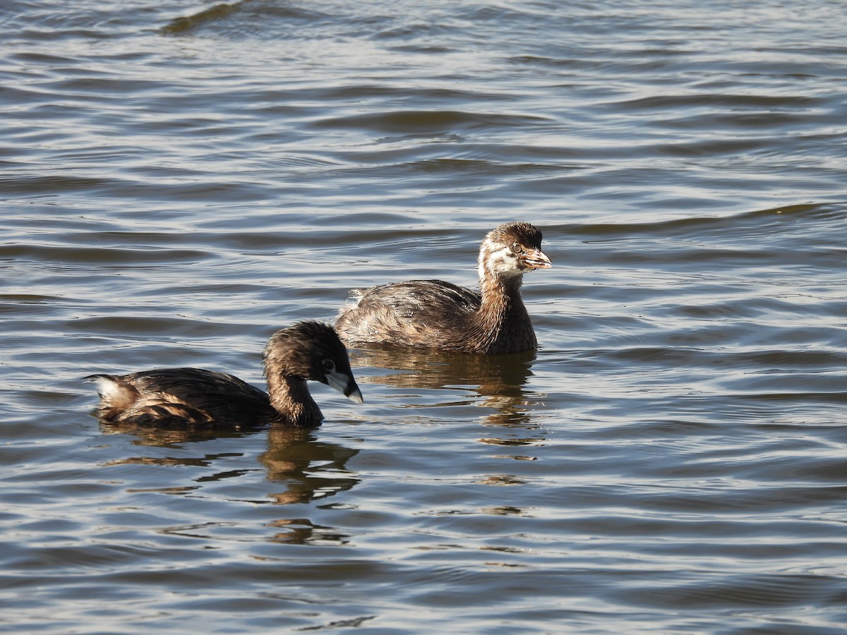 Pied-billed Grebe - ML622203827